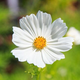 Cosmos Bipinnatus Versailles White