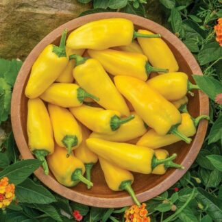 Sweet Pepper 'Lemon Dream'