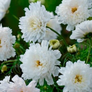 Cosmos Bipinnatus Double Click Snowpuff