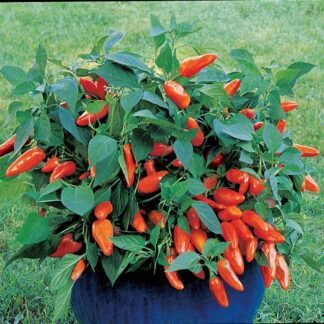 Sweet Pepper 'Tangerine Dream'