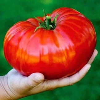 Tomato Plant 'Supersteak'