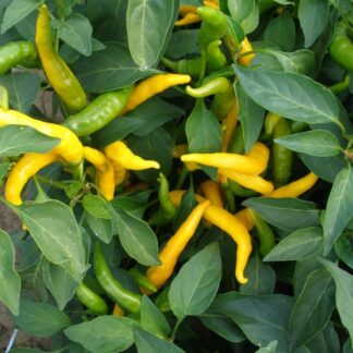 Chilli Pepper Plant 'Kristian'