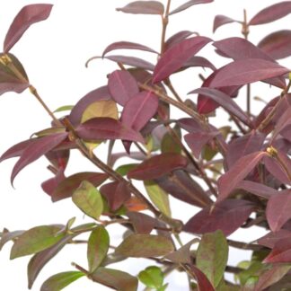 Trachelospermum Jasminoides 'Winter Ruby' - Star Jasmine - Rhyncospermum