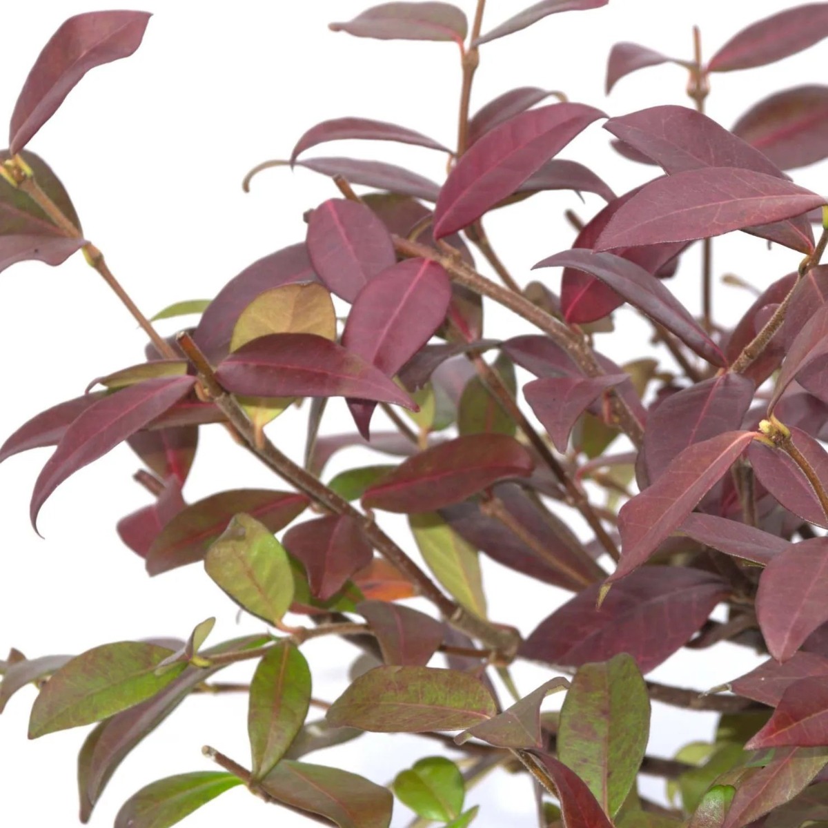 Trachelospermum Jasminoides 'Winter Ruby' - Star Jasmine - Rhyncospermum