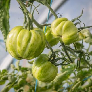 Tomato Plant 'Green Bell Pepper'