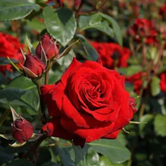 Pair of Large Standard Rose Trees - Niccolo Paganini