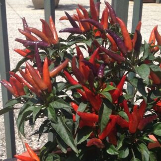 Chilli Pepper Plant 'Lingua Di Fuoco' (Dwarf)