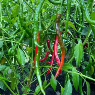 Chilli Pepper Plant 'Vindaloo'