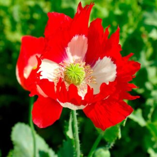 Poppy Plant 'Victoria Cross' - Papaver Somniferum