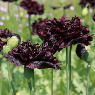 Poppy Plant 'Black Beauty' - Papaver Somniferum