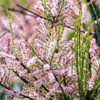 Tamarix Tetrandra - Tamarisk