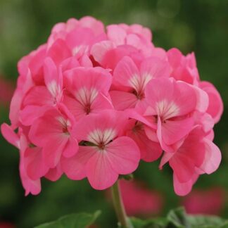 Geranium Rose Pink - Pelargonium Plants