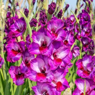 Gladiolus Alfalfa - Pack of 7