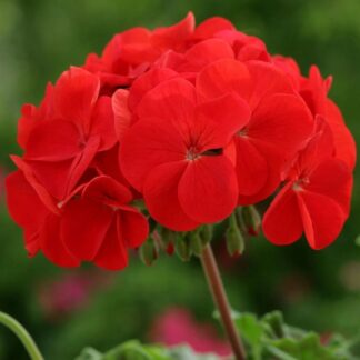 Geranium Red - Pelargonium