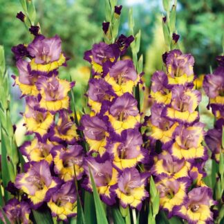 Gladiolus Dynamite - Pack of 7