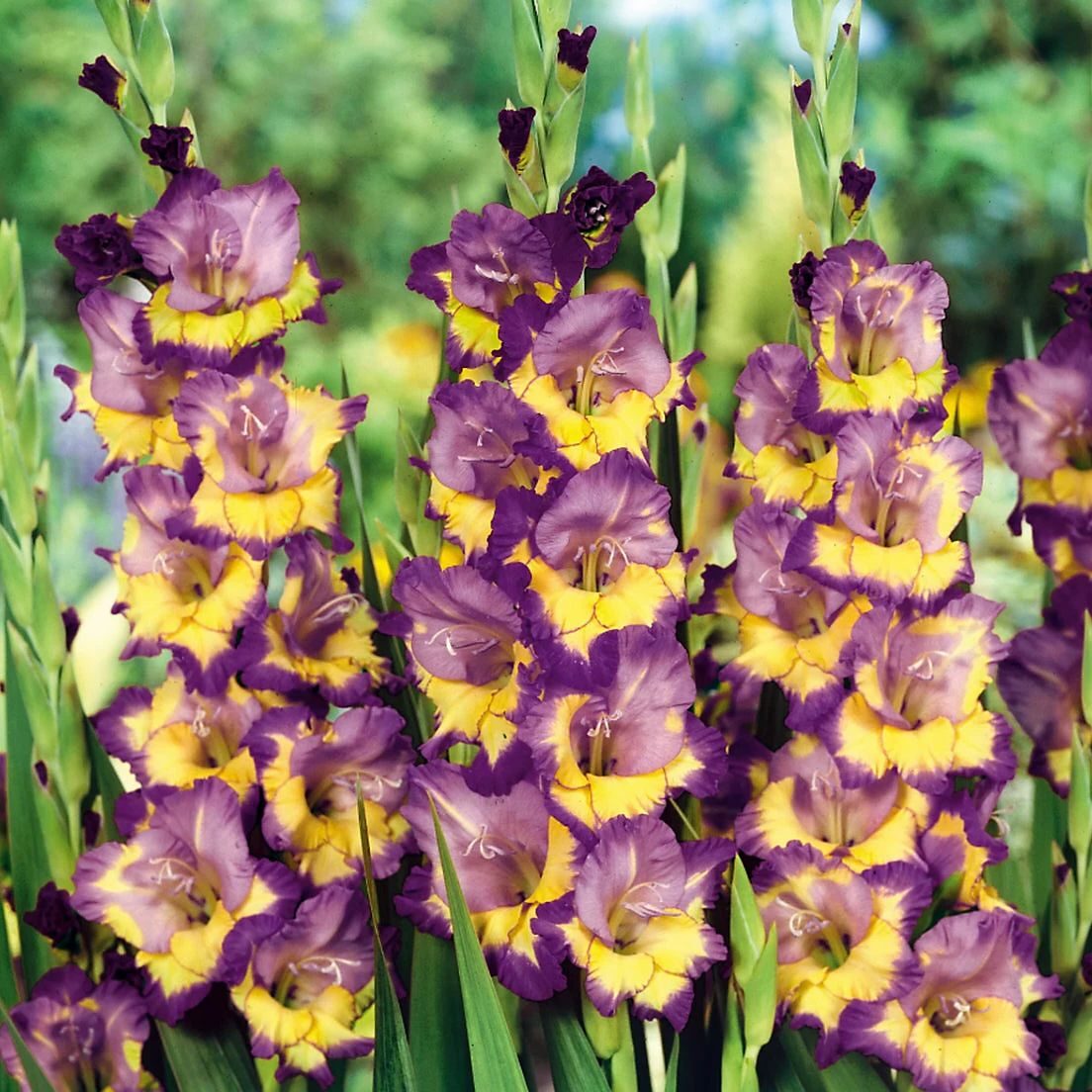 Gladiolus Dynamite - Pack of 7