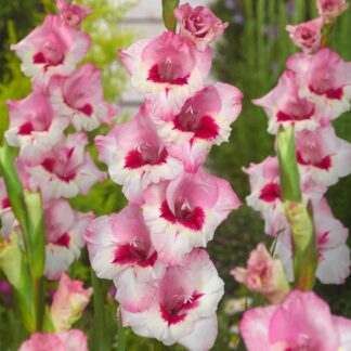Gladiolus Perry - Pack of 7