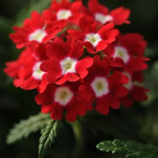 Verbena Hybrida Quartz Xp - Red With Eye