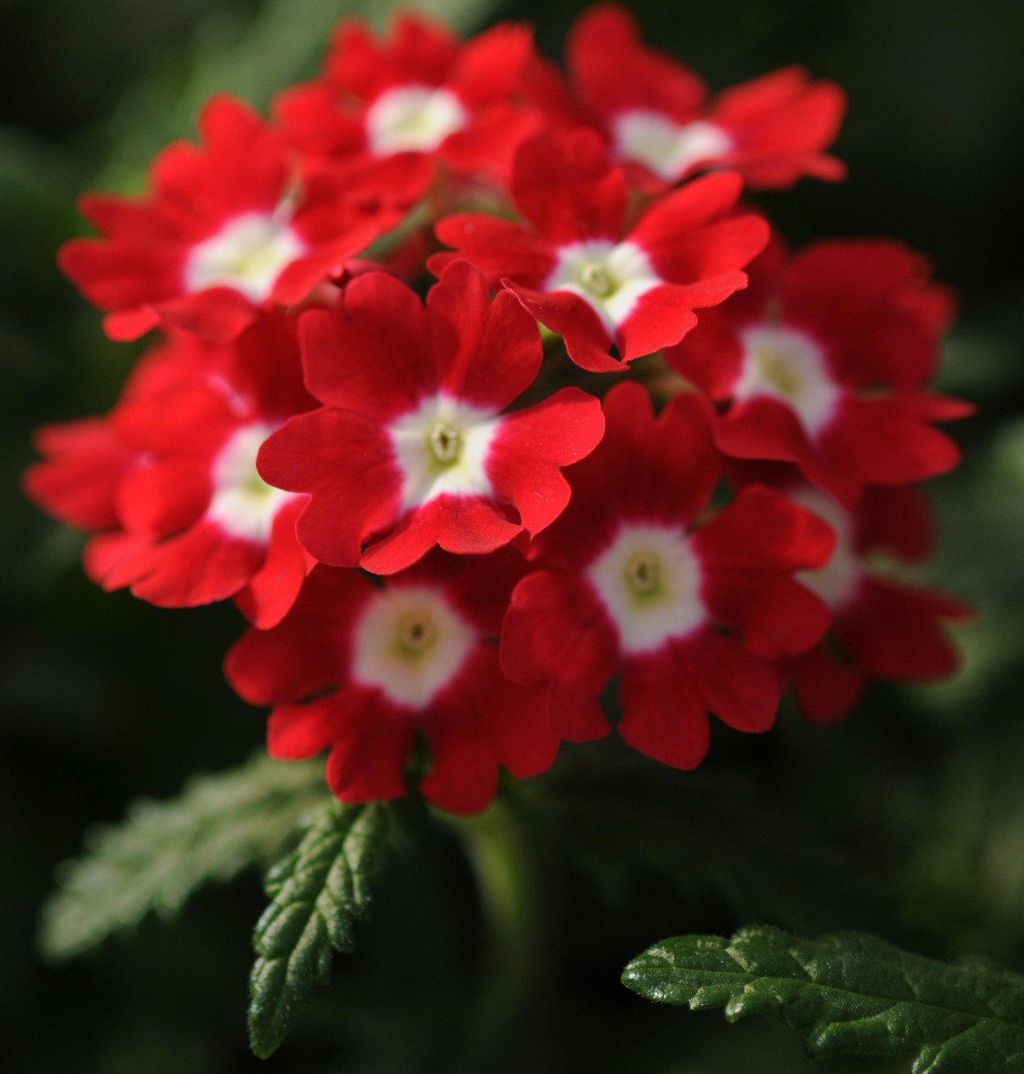 Verbena Hybrida Quartz Xp - Red With Eye
