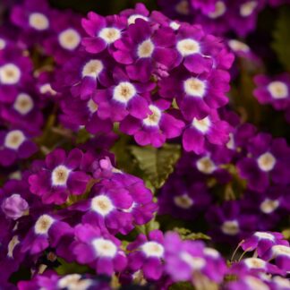 Verbena Hybrida Quartz Xp - Violet Eye