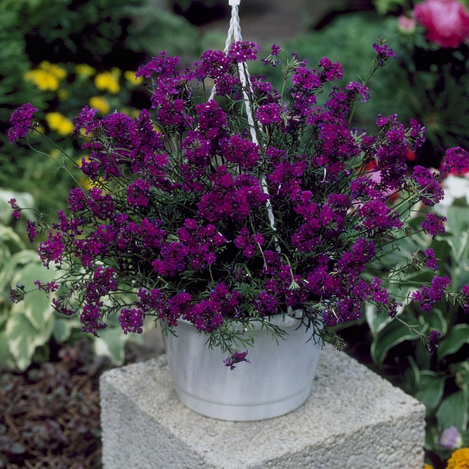 Verbena Speciosa Imagination