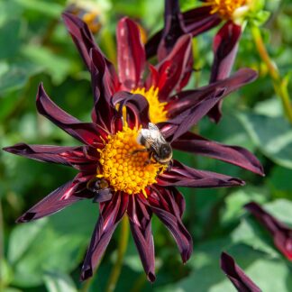 Dahlia Veronne's Obsidian