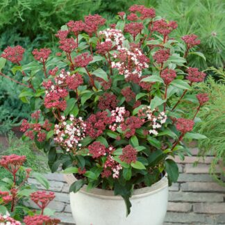 Large Viburnum Tinus - Laurustinus -