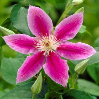 Clematis 'Dr Ruppel' - Late Spring Flowering