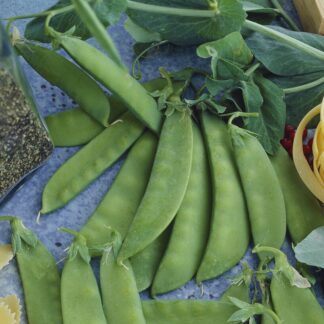 Pea Plant 'Carouby De Maussane' - Mangetout