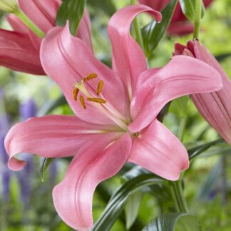 Lilium Indian Summerset - Pack of Five Lily Bulbs