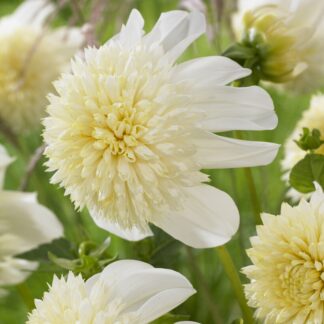 Dahlia Platinum Blonde