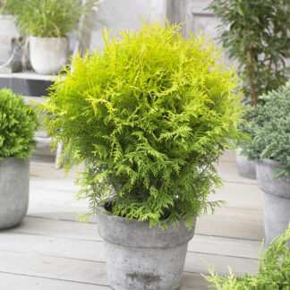Thuja Occidentalis 'Golden Globe'