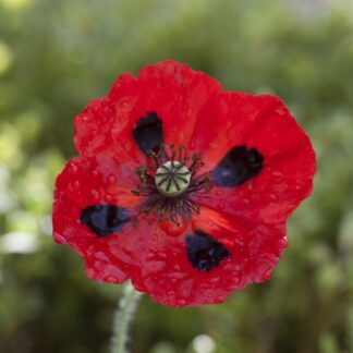 Poppy Plant 'Ladybird' - Papaver Commutatum