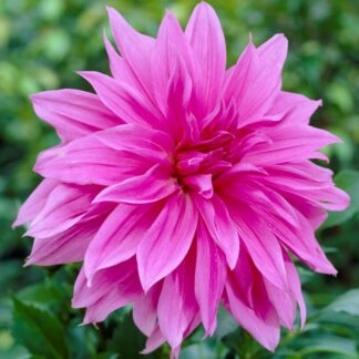 Dahlia Babylon Lilac