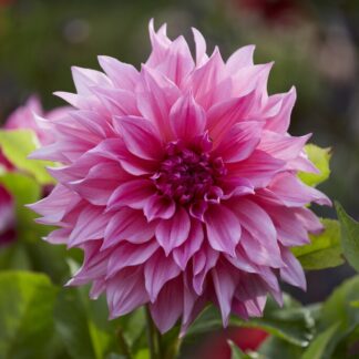 Dahlia Cafe Au Lait Rose