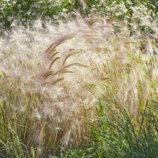 Hordeum Jubatum - Foxtail Barley