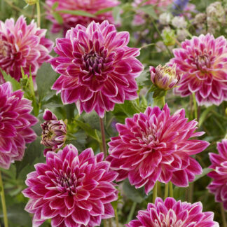Dahlia Temple of Beauty