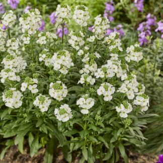 Erysimum 'Leya White' - Perennial Wallflower