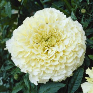 African Marigold - Tagetes Erecta 'Kilimanjaro Vanilla'