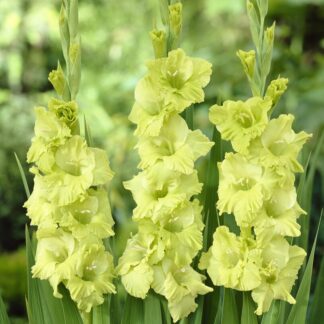 Gladiolus Green Star - Pack of 7