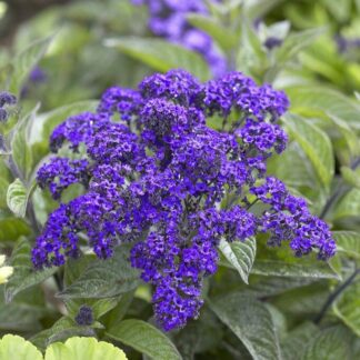 Heliotrope 'Marine'
