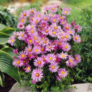 Aster Novi-Belgii 'Peter Harrison' - Michaelmas Daisy