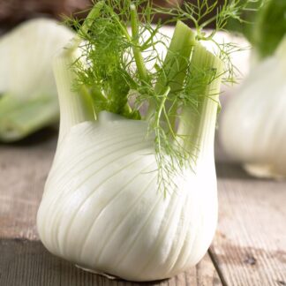 Fennel Plant Romanesco