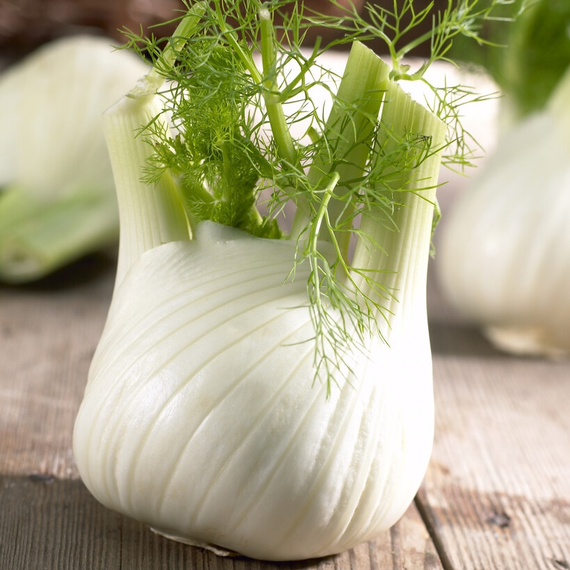 Fennel Plant Romanesco