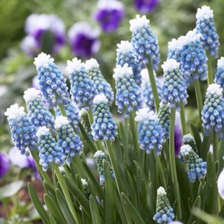Muscari Mount Hood