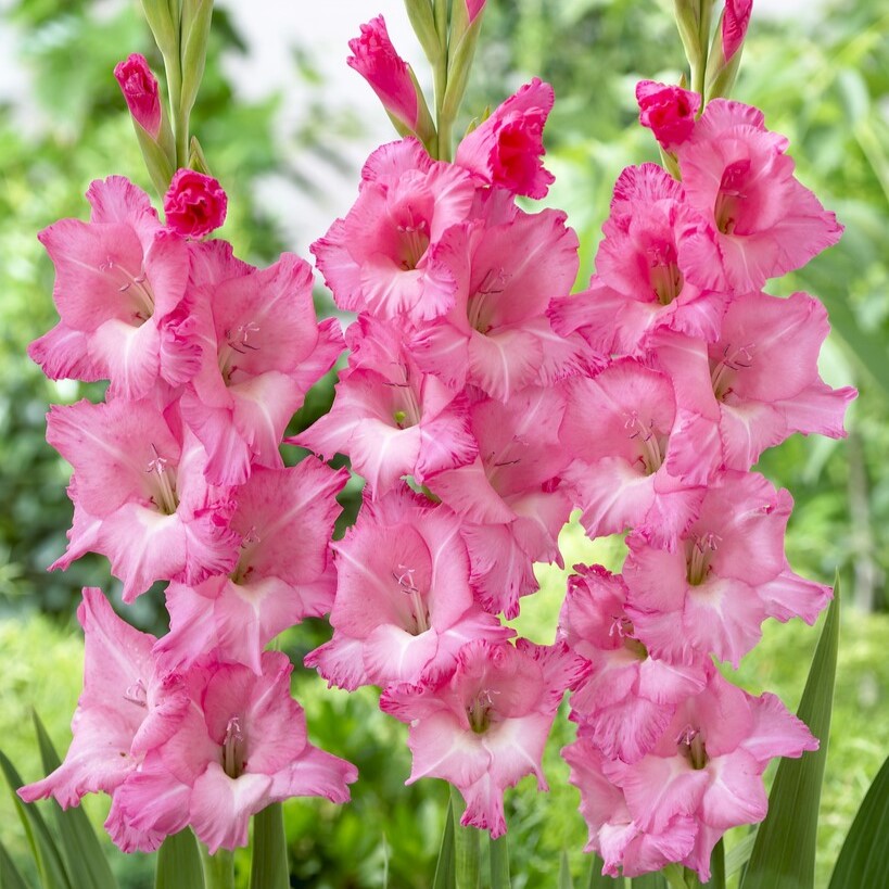 Gladiolus Pink - Pack of 7