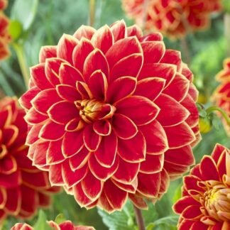 Dahlia Maxime
