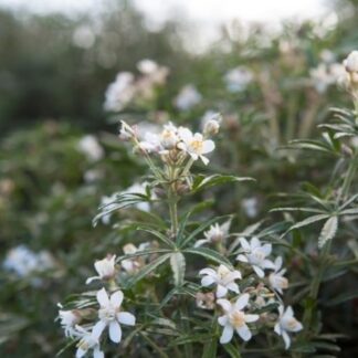Choisya x Dewitteana 'Snow Flurries' - Mexican Orange Blossom