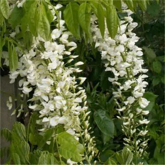 Wisteria Floribunda Longissima Alba - Shiro Noda - Rare White Japanese Wisteria - Circa 100-120cm