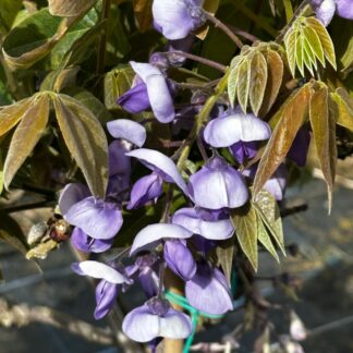 Wisteria Brachybotrys Golden King - Circa 5-6ft